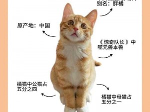 猫咪 30 与 20 的区别：成分、功能大不同