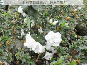 斜插芙蓉醉瑶台：谁与争锋？