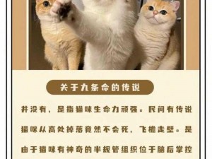 猫咪 MV 最新网名：探索猫咪世界的奇妙之旅，让你感受猫咪的可爱与灵动