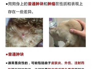 狗狗健康状况引人关注：揭秘狗狗肿胀背后的故事，理解与关爱并重的探索之旅