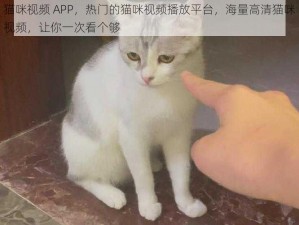 猫咪视频 APP，热门的猫咪视频播放平台，海量高清猫咪视频，让你一次看个够