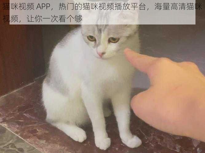 猫咪视频 APP，热门的猫咪视频播放平台，海量高清猫咪视频，让你一次看个够