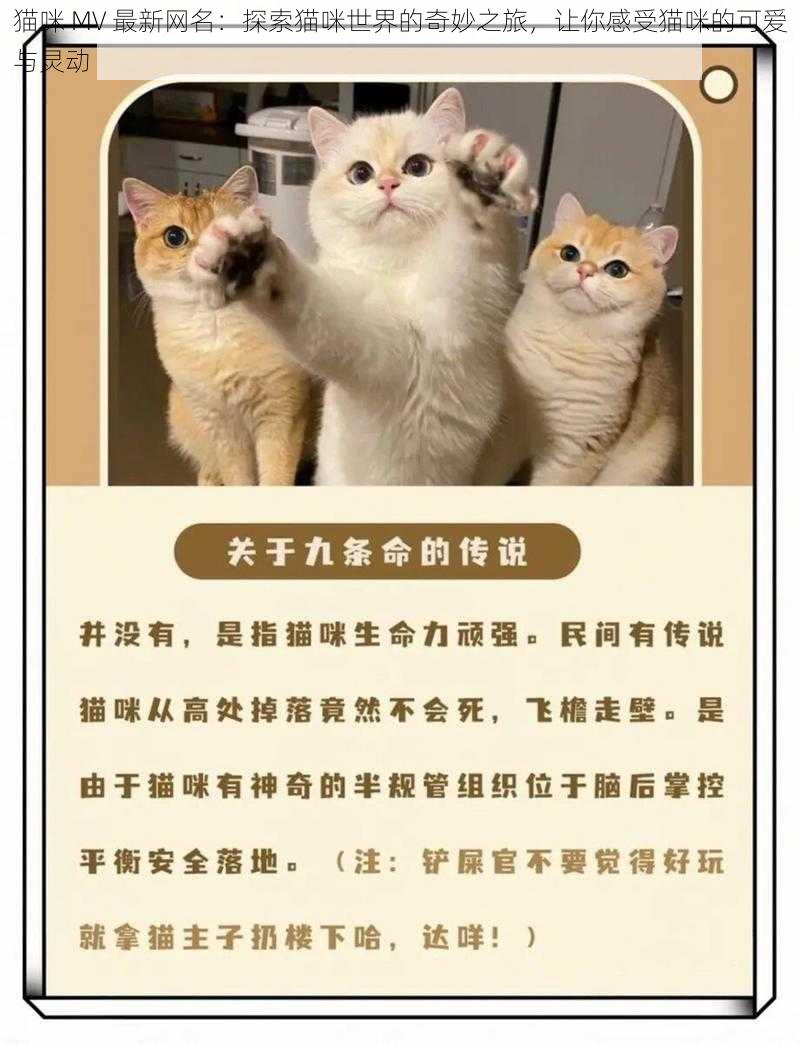 猫咪 MV 最新网名：探索猫咪世界的奇妙之旅，让你感受猫咪的可爱与灵动