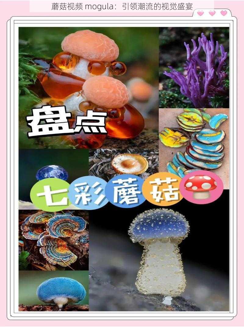 蘑菇视频 mogula：引领潮流的视觉盛宴